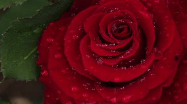 Kapalı alanda taç yapraklarında yağmur damlaları olan kırmızı bir gül.