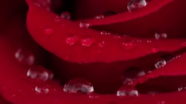 Açık havada gül yapraklarının üzerine yağmur damlaları.