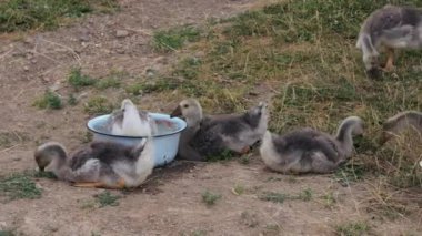 Bir grup öküz dışarıda otluyor.