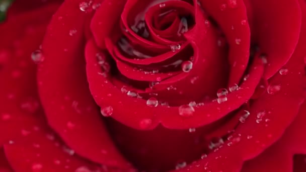 Gotas de agua cayendo sobre pétalos de rosa — Vídeos de Stock