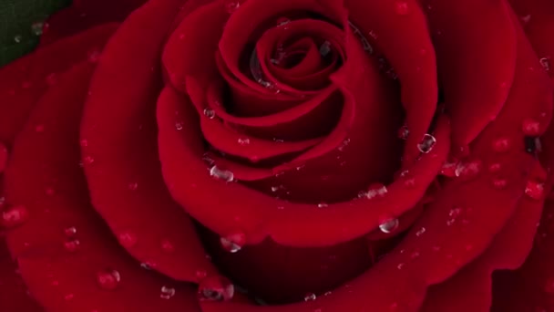 赤いバラと花びらの上の雨滴が近くの屋外で — ストック動画