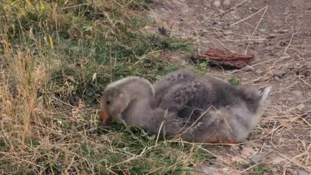 Gosling pascolo all'aperto in primo piano — Video Stock