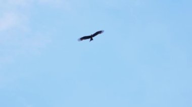 Şahin gökyüzünde yükseliyor