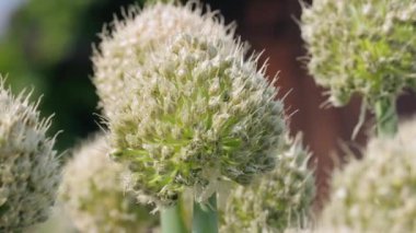 Yakın planda soğan tohumları