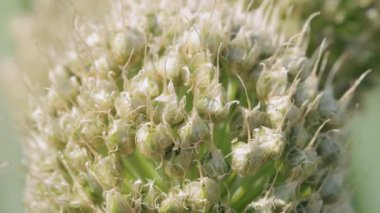 Yakın planda soğan tohumları