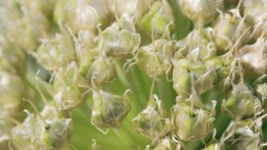Yakın planda soğan tohumları