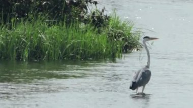 Nehirdeki vahşi balıkçıl