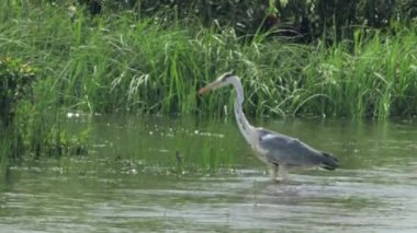 Nehirdeki vahşi balıkçıl