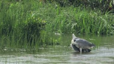 Nehirdeki vahşi balıkçıl