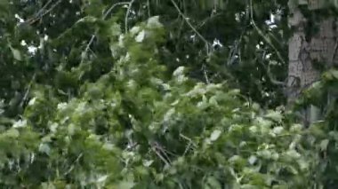 Kavak ağacı rüzgarlı yaz gününde