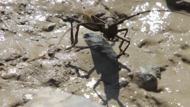 Kumbang Black Longhorn di closeup — Stok Video