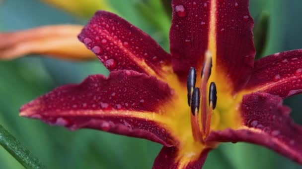 Röda daglilja blommor i närbild — Stockvideo