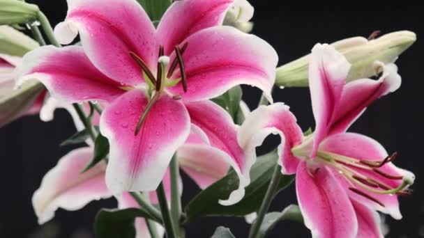 Grandes flores lírio em close-up — Vídeo de Stock