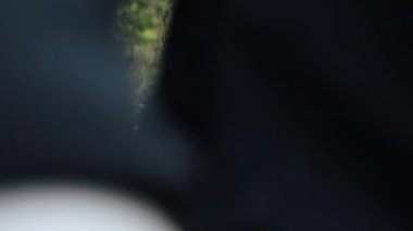 Ormanda yürüyen bir kadın turist
