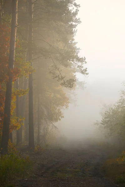 Nebbia Mattutina Nella Foresta Autunno Oro Misty Mattina Presto — Foto Stock