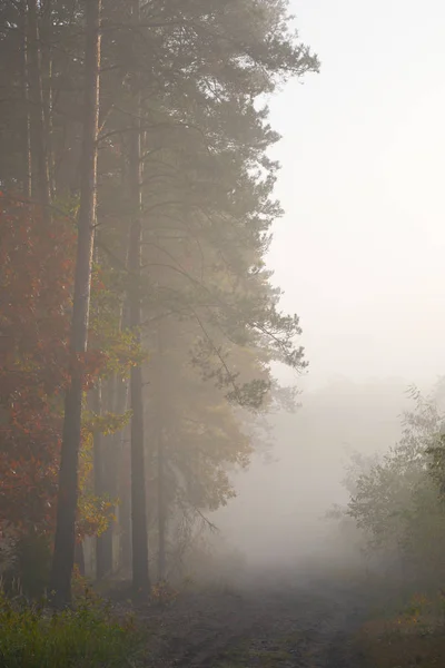Nebbia Mattutina Nella Foresta Autunno Oro Misty Mattina Presto — Foto Stock