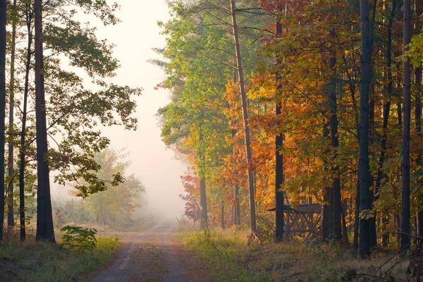 Morning fog in the forest. Gold autumn. Misty early morning.