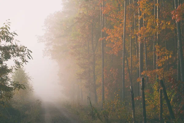 Niebla Matutina Bosque Otoño Dorado Misty Temprano Mañana —  Fotos de Stock