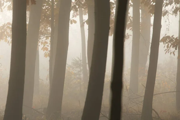 Morning Mysterious Autumn Forest Fog — Stock Photo, Image