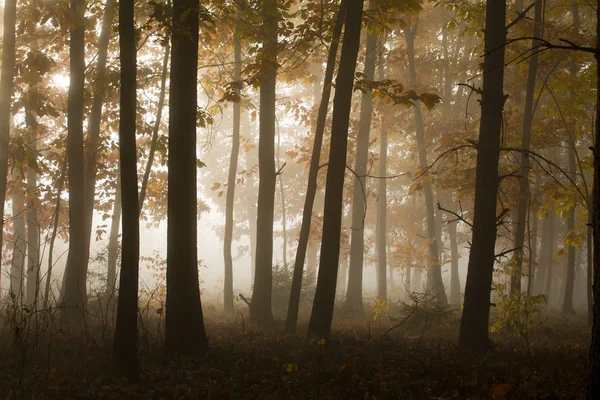 Mattina Una Misteriosa Foresta Autunnale Nella Nebbia — Foto Stock