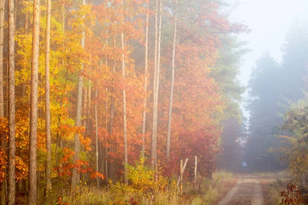 Morgennebel Wald Goldener Herbst Nebel Frühen Morgen — Stockfoto