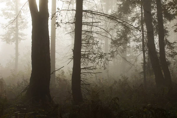 Morning Mysterious Autumn Forest Fog — Stock Photo, Image