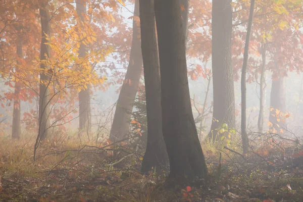 Morning fog in the forest. Gold autumn. Misty early morning.
