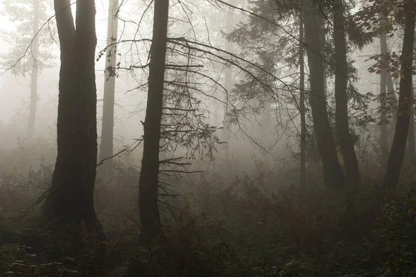 Morning Mysterious Autumn Forest Fog — Stock Photo, Image