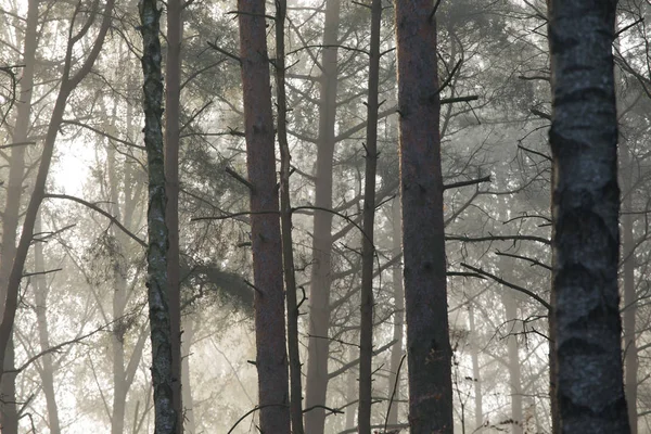 Trees Mysterious Forest Autumn Fog — Stock Photo, Image