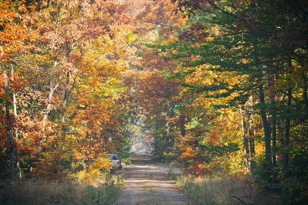 Парковка Автомобилей Лесу Золотая Осень — стоковое фото