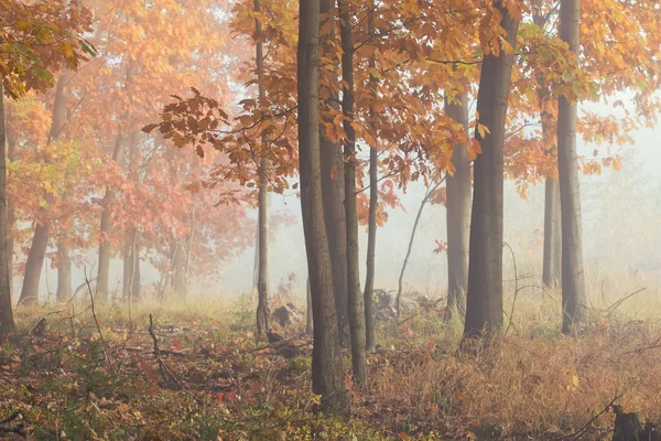 Morgennebel Wald Goldener Herbst Nebel Frühen Morgen Stockfoto