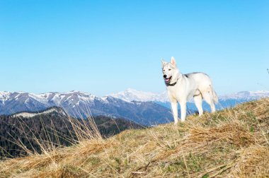 Husky bahar sabahı karla kaplı dorukları arka planı