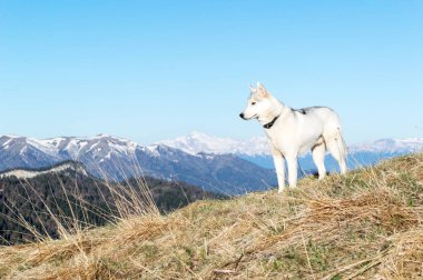 Husky bahar sabahı karla kaplı dorukları arka planı