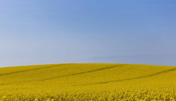 Blue sky en geel koolzaad veld — Stockfoto