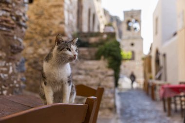 Monemvasia antik şehir Yunanistan sokak şüpheli kedi