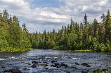 Kuzey Finlandiya'da Oulanka milli parkında çam ormanı ve nehir