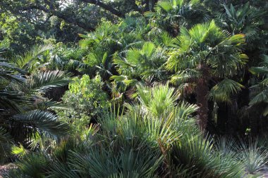 Palmiye ağaçları Nikitinsky Botanik Bahçesi