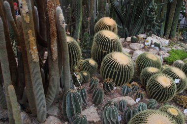 Büyük güzel kaktüsler