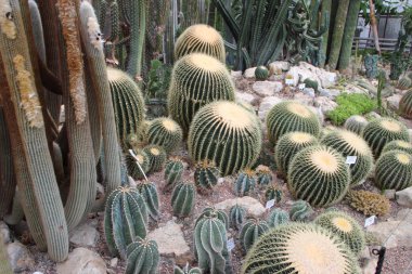 Büyük güzel kaktüsler