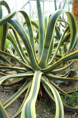 Büyük güzel kaktüsler