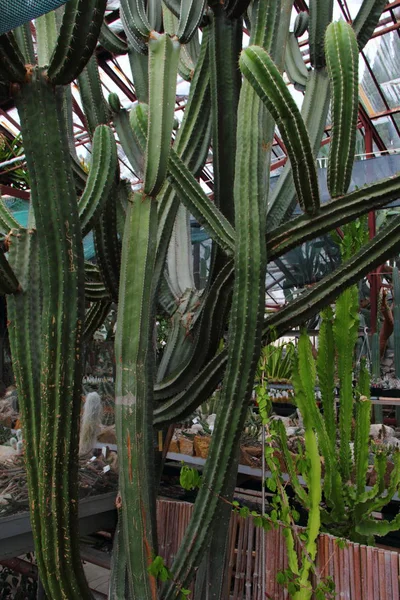 Grandes cactus hermosos — Foto de Stock