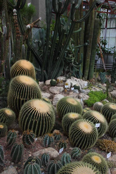 Large beautiful cacti — Stock Photo, Image