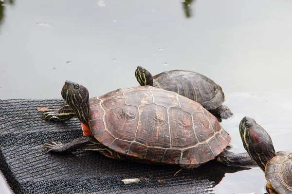 Turtles in a pond on a ramp and in water in a cactus greenhouse Stock Image
