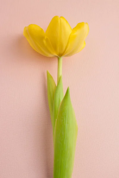 yellow flower tulip isolated on pink background softness