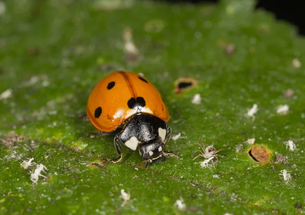 무당벌레는 정원에 잎사귀에 의이를 먹는다 — 스톡 사진