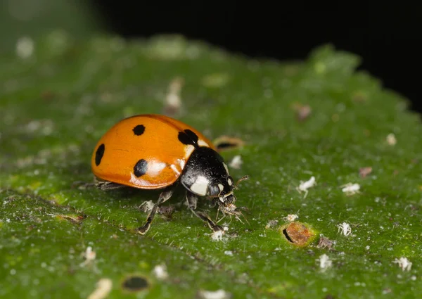 Ladybug Eats Plant Lice Leaves Garden — Stock Photo, Image