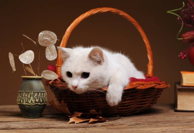 Beyaz bir kedi hasır bir sepette oynuyor ve poz veriyor.