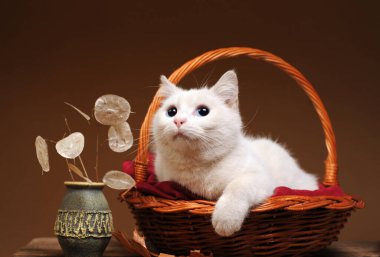 Beyaz bir kedi hasır bir sepette oynuyor ve poz veriyor.