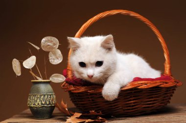 Beyaz bir kedi hasır bir sepette oynuyor ve poz veriyor.