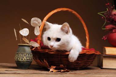 A white cat is playing and posing in a wicker basket clipart